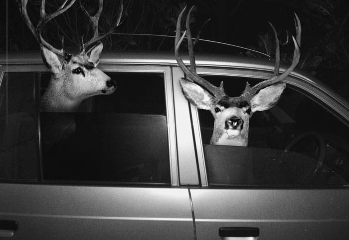 Two deers in a car looking out the window
