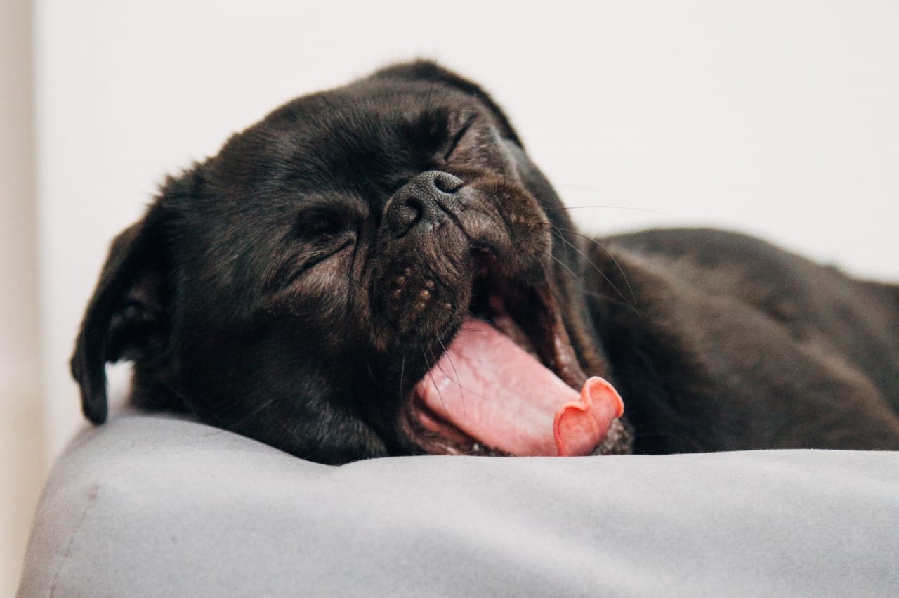 dog yawning while lying down on cushion