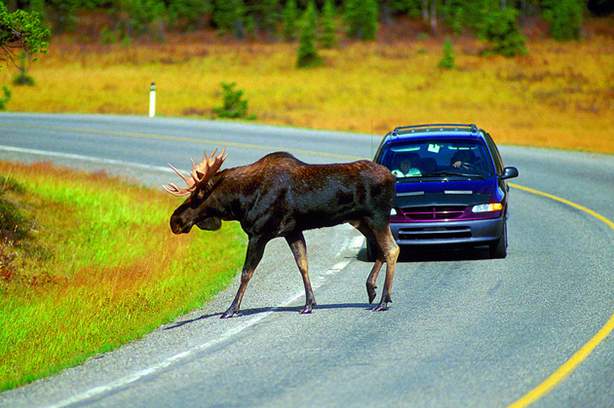 Moose on the road