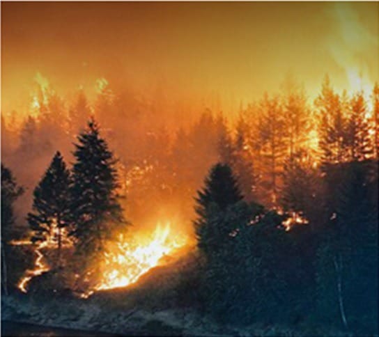 Wildfire burning trees
