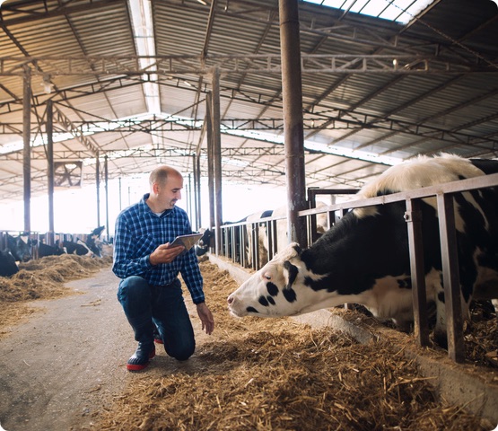 Farmer and cows at dairy farm. Cattleman holding tablet and observing domestic animals for milk production.