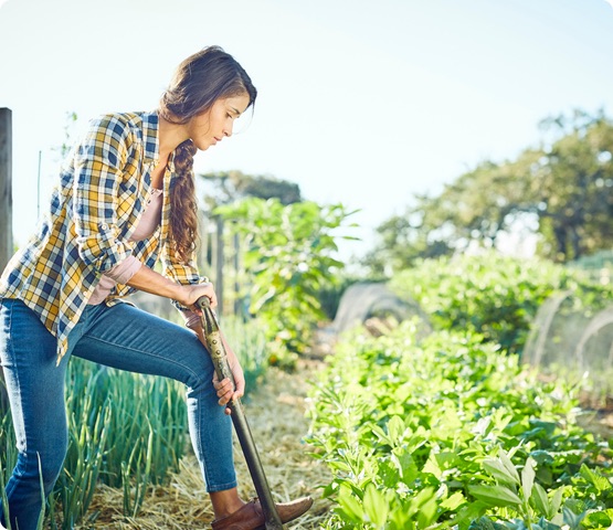 weeding in field using shovel in garden.