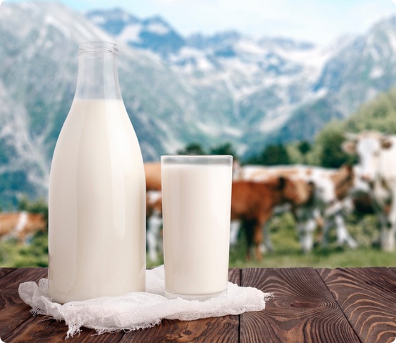 Milk bottle and glass of milk at wooden table top on background of mountain pasture and cows herd. Ecological milk production