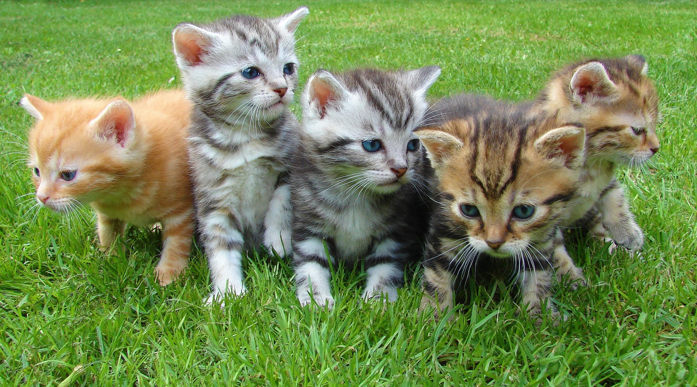 5 kittens looking cute in the grass