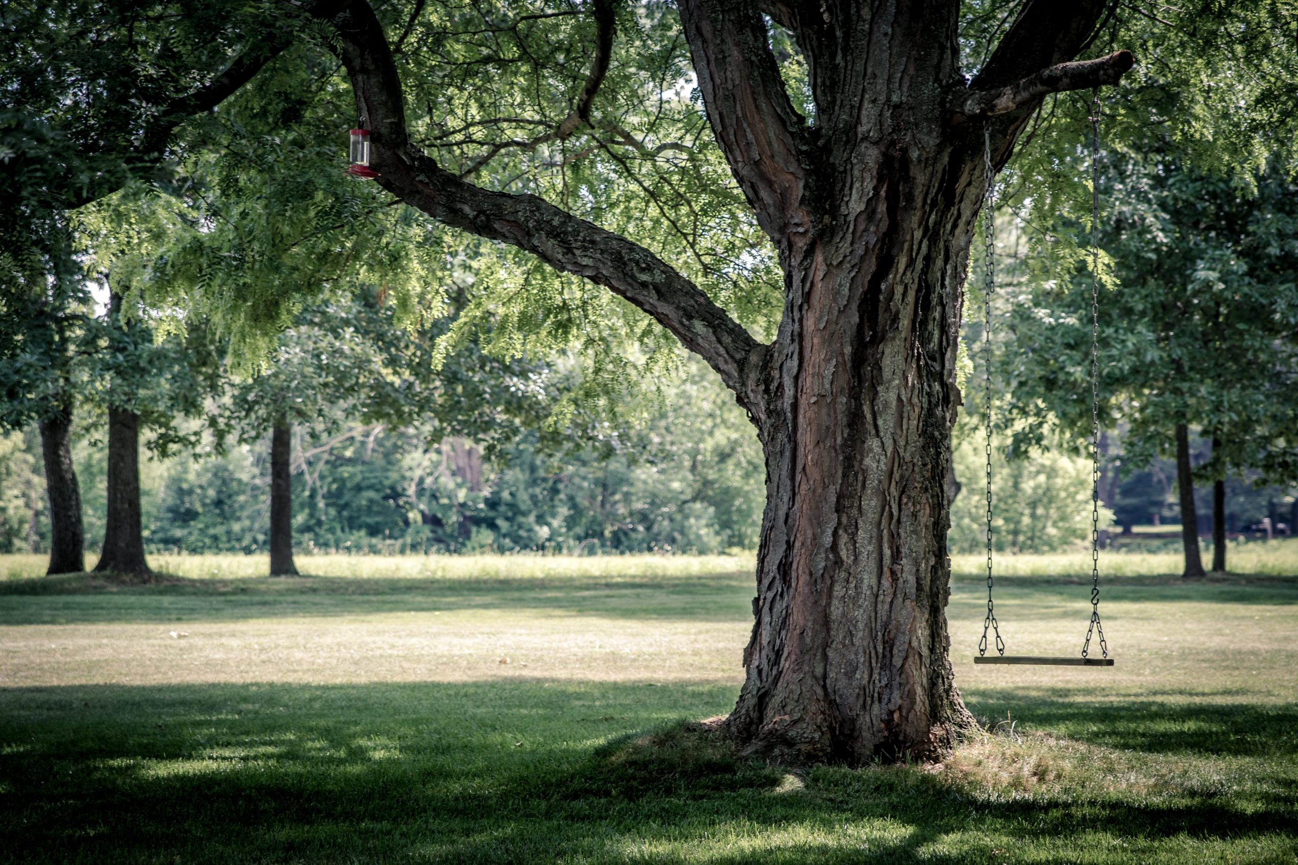Tree Swing handing on an old tree in a park