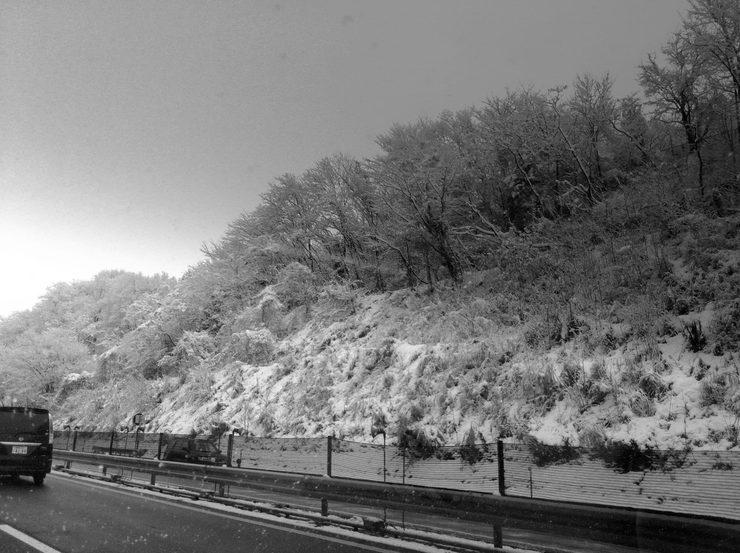 driving in winter conditions, ice on trees