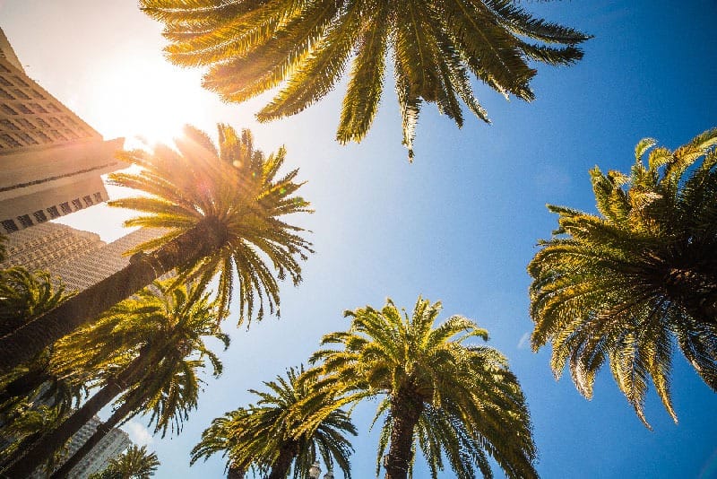 Palm trees and sunny sky