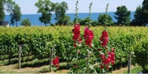 Flowers in a winery in PE county