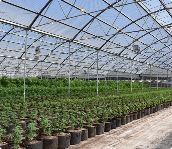 Cannabis in a greenhouse