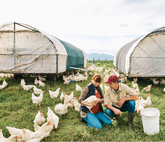 chicken farm insurance with two poultry farmers