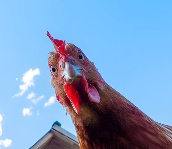 chicken looking at camera