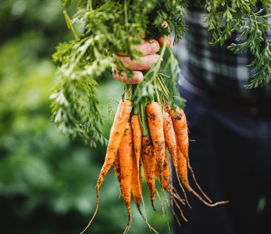 Farmer holding carrots