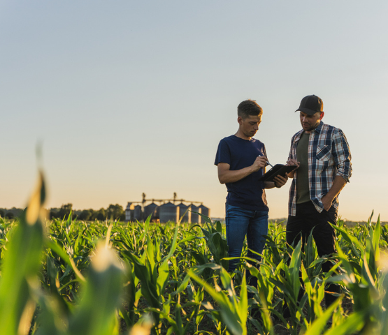 two farmers assessing their farm crop insurance